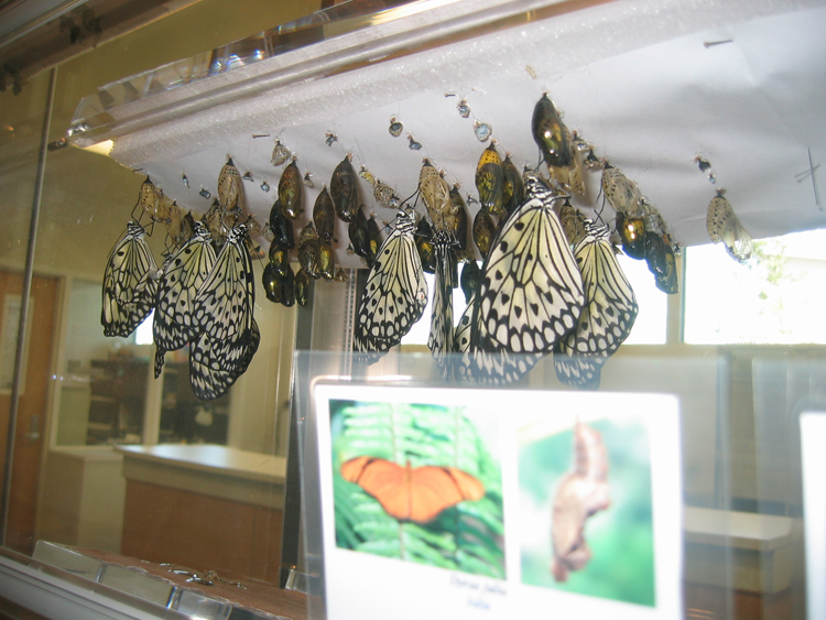 White and black butterflies emerging from chrysalis